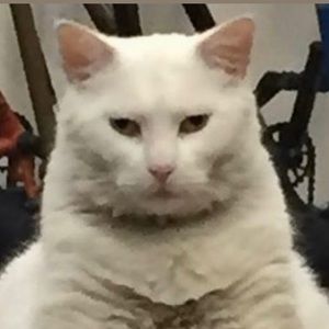 Meet your Posher, Scout